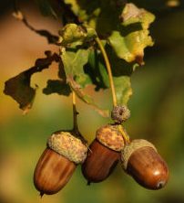 bolota or lande, which acorn is it?