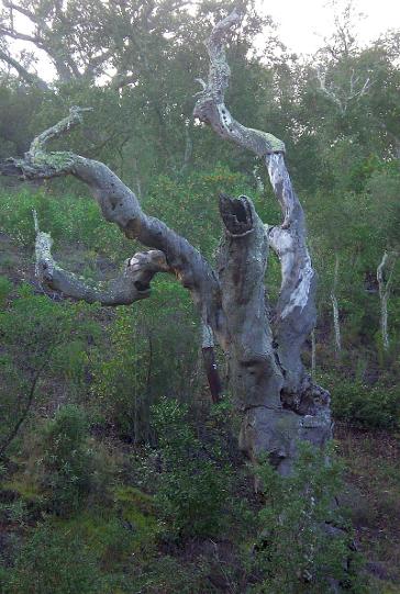 dead cork oak tree in Algarve