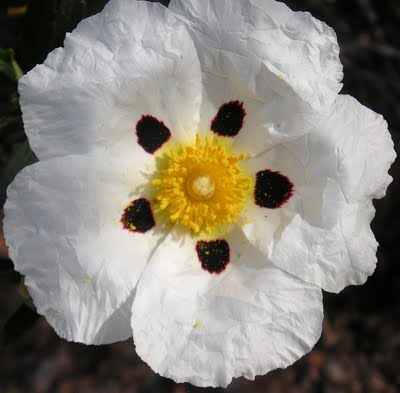 esteva - rock rose - cistus 