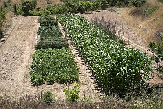 vegetable garden in S. Marcos da Serra