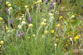 wild flowers and herbs in the serra